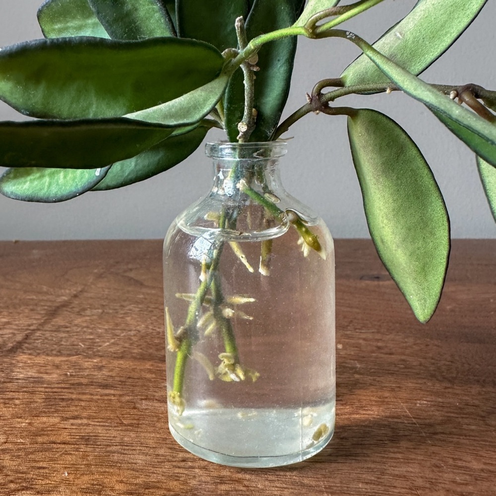 Vintage Mini Clear Glass Jar Vase Plant Propagation - Picture 2 of 8